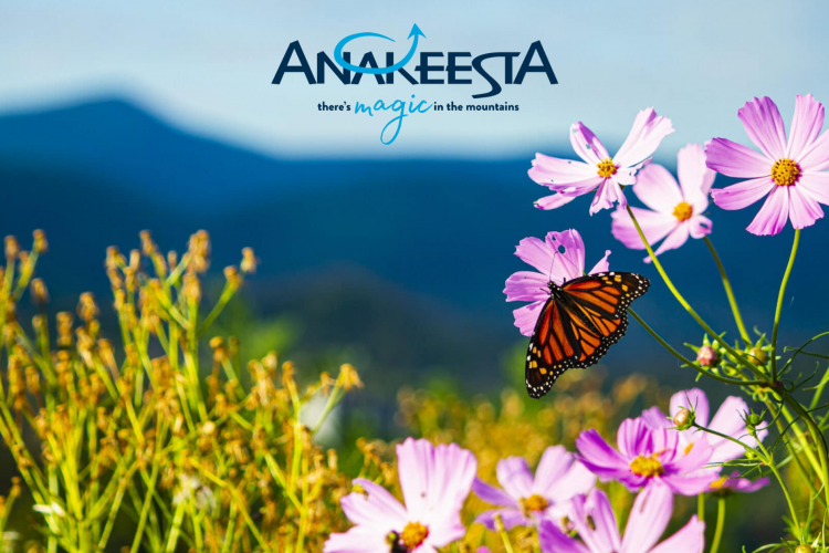 Spring at Anakeesta Anakeesta Blooms and Tunes