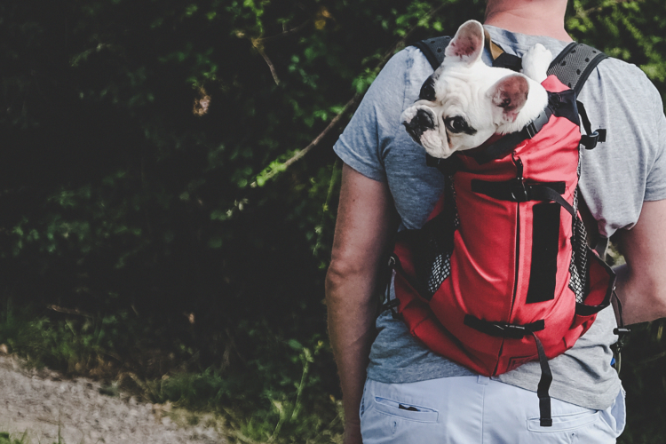 Pet Friendly Stays in the Smokies