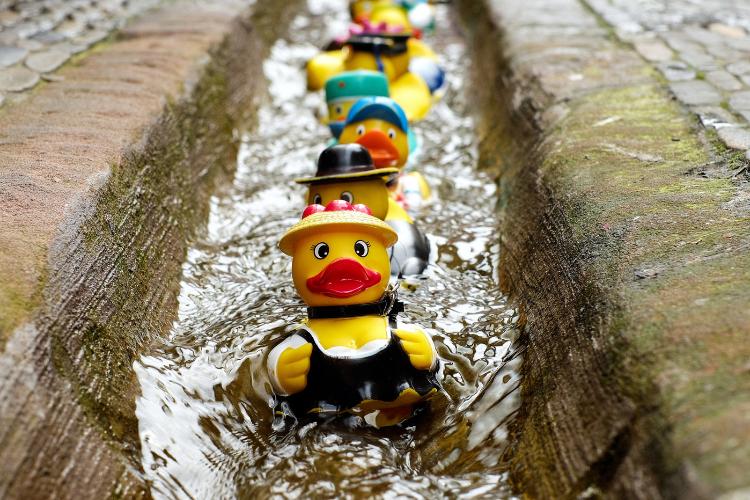 Gatlinburg Rubber Duck Races