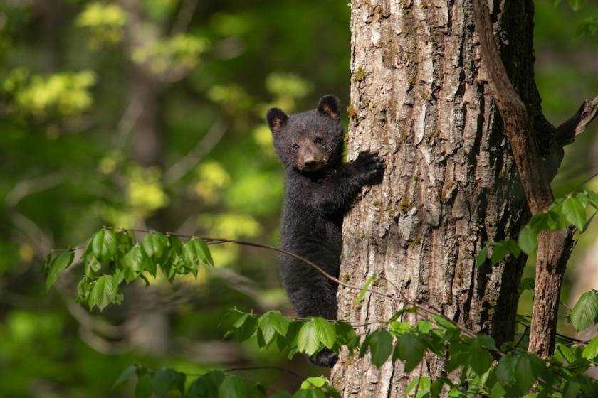bear cub on a tree