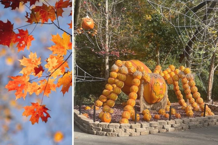 spider made out of pumpkins on display at Dollywood's Harvest Festival