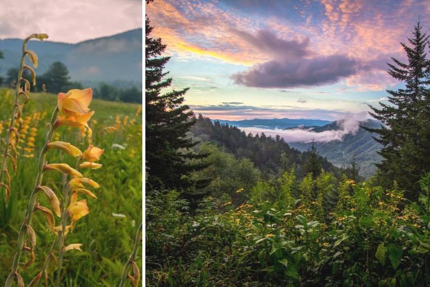 wildflowers in the smoky mountains